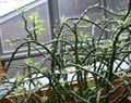 Vidinis augalai Jacobs Kopėčios, Velniai Stuburas krūmas, Pedilanthus margas Nuotrauka