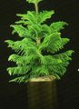 green Tree Chile Pine Photo and characteristics