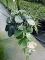 Indoor Plants Chestnut Vine liana, Tetrastigma green Photo