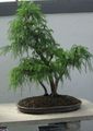 Indoor Plants Cryptomeria tree green Photo
