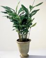 green Herbaceous Plant Cardamomum, Elettaria Cardamomum Photo and characteristics