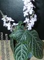 bigarré Herbeux Chamaeranthemum, Plante Inde Photo et les caractéristiques