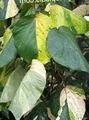 Indoor Plants Fire Dragon Acalypha, Hoja de Cobre, Copper Leaf shrub, Acalypha wilkesiana motley Photo