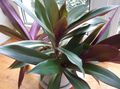 purple Herbaceous Plant Rhoeo Tradescantia Photo and characteristics