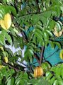 Topfpflanzen Karambolen, Starfrui bäume, Averrhoa carambola grün Foto