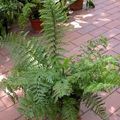 green Herbaceous Plant Spleenwort Photo and characteristics