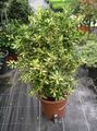 Indoor Plants Japanese spindle shrub, Euonymus japonica motley Photo