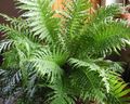 green Herbaceous Plant Hard Fern Photo and characteristics