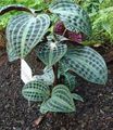 motley  Geogenanthus, Seersucker Plant Photo and characteristics