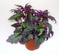 purple  Purple Velvet Plant, Royal Velvet Plant Photo and characteristics