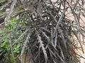 Indoor Plants False Aralia tree, Dizygotheca elegantissima dark green Photo