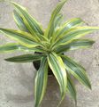 motley Herbaceous Plant Dracaena Photo and characteristics