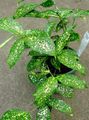 motley Herbaceous Plant Gold dust dracaena Photo and characteristics