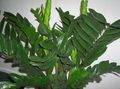 Indoor Plants Fat Boy, Zamiaculcas zamiifolia dark green Photo