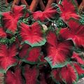red Herbaceous Plant Caladium Photo and characteristics