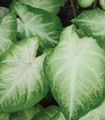 silvery Herbaceous Plant Caladium Photo and characteristics