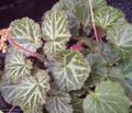 Indoor Plants Pedlar's Basket, Rowing Sailor, Strawberry Geranium, Saxifraga stolonifera motley Photo