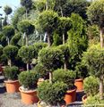 Topfpflanzen Zypresse bäume, Cupressus dunkel-grün Foto