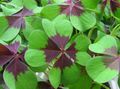 motley Herbaceous Plant Oxalis Photo and characteristics