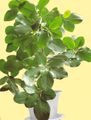 Indoor Plants New Zealand Laurel shrub, Corynocarpus green Photo