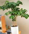 Indoor Plants Coffee tree, Coffea green Photo