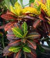 motley Herbaceous Plant Croton Photo and characteristics