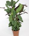 motley Herbaceous Plant Ctenanthe Photo and characteristics