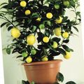 Topfpflanzen Zitrone bäume, Lemon dunkel-grün Foto