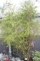 Indoor Plants Melaleuca tree green Photo