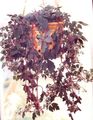 claret Hanging Plant Mikania ternata Photo and characteristics