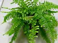 Indoor Plants Sword Ferns, Nephrolepis green Photo