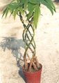 green Tree Guiana chestnut, Water Chestnut Photo and characteristics