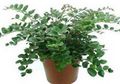 green Herbaceous Plant Cliff Brake, Button Fern Photo and characteristics