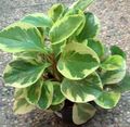 motley  Radiator Plant, Watermelon Begonias, Baby Rubber Plant Photo and characteristics
