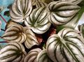 silvery  Radiator Plant, Watermelon Begonias, Baby Rubber Plant Photo and characteristics