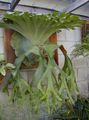light green Herbaceous Plant Staghorn Fern, Elkhorns Photo and characteristics