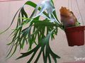 green Herbaceous Plant Staghorn Fern, Elkhorns Photo and characteristics