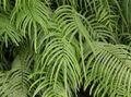 green Herbaceous Plant Pteris Photo and characteristics