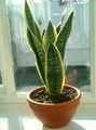 motley Herbaceous Plant Sansevieria Photo and characteristics