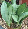 silvery Herbaceous Plant Sansevieria Photo and characteristics