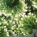 motley Herbaceous Plant Selaginella Photo and characteristics