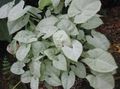 Indoor Plants Syngonium liana silvery Photo