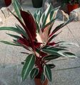 motley  Triostar, Never-Never Plant Photo and characteristics