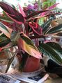  Triostar, Never-Never Plant, Stromanthe sanguinea motley Photo