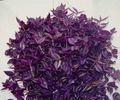 purple Hanging Plant Tradescantia,  Photo and characteristics