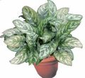 motley Herbaceous Plant Aglaonema, Silver Evergreen Photo and characteristics