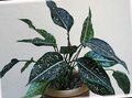 Indoor Plants Aglaonema, Silver Evergreen motley Photo