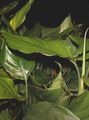 green Herbaceous Plant Aglaonema, Silver Evergreen Photo and characteristics