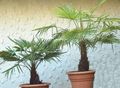 Indoor Plants Fortunei Palm tree, Trachycarpus green Photo