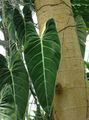 dunkel-grün  Philodendron Liana Foto und Merkmale